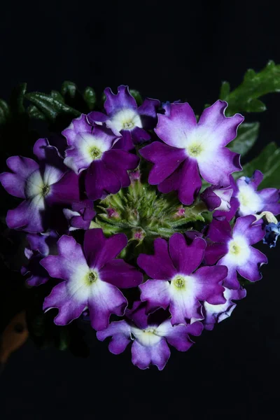 Colorful Flower Blossom Close Verbena Hybrid Family Verbenaceae Botanical Modern — Stock Photo, Image