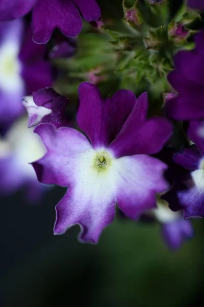 色とりどりの花がベルベナハイブリッド科植物の近代的な背景高品質の大きなサイズのプリントを閉じます — ストック写真