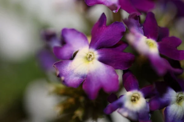 Bunga Berwarna Mekar Menutup Keluarga Verbena Hibrida Verbenaceae Latar Belakang — Stok Foto