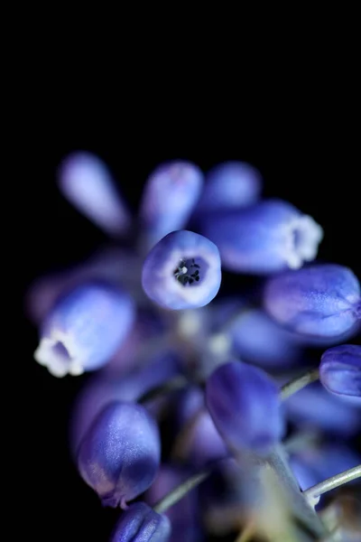 青い小さな花を閉じるムスカリ無視科アスパラガス属現生種高品質な大型植物プリント — ストック写真