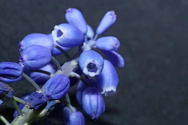 Muscari Neglectum Family Aspagaraceae 배경에 크기의 식물학 프린트 — 스톡 사진