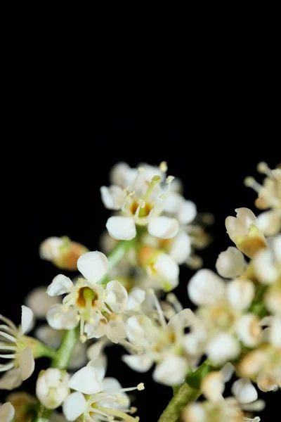 Biały Mały Kwiat Kwiat Zbliżenie Prunus Lusitanica Rodzina Rosaceae Nowoczesny — Zdjęcie stockowe
