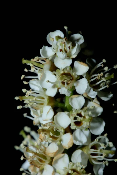 Flor Pequeña Blanca Flor Cerca Prunus Lusitanica Familia Rosáceas Moderno — Foto de Stock