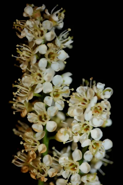 白い小さな花の花は 黒の背景に現代的なプルヌス属のユリタニカ科の花を閉じます高品質の大きな植物プリント — ストック写真