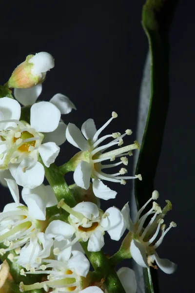 Branco Flor Pequena Flor Close Prunus Lusitanica Família Rosaceae Moderna — Fotografia de Stock