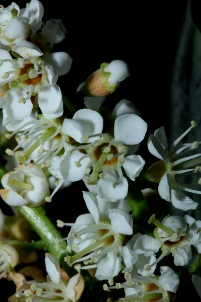 White Small Flower Blossom Close Prunus Lusitanica Family Rosaceae Modern — Stock Photo, Image