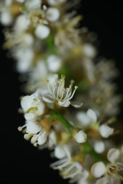 Petite Fleur Blanche Gros Plan Prunus Lusitanica Famille Rosaceae Moderne — Photo