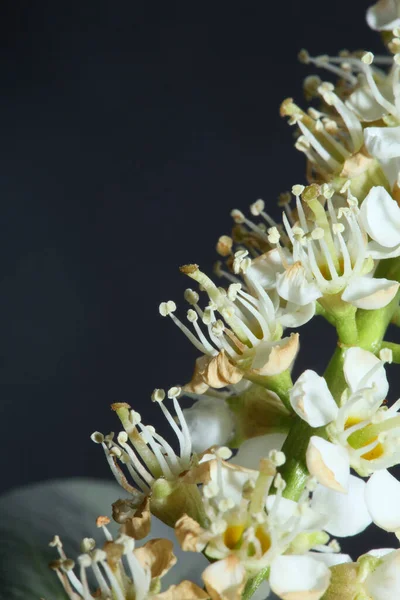 Hvid Lille Blomst Blomstre Tæt Prunus Lusitanica Familie Rosaceae Moderne - Stock-foto