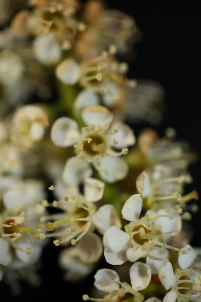 Biały Mały Kwiat Kwiat Zbliżenie Prunus Lusitanica Rodzina Rosaceae Nowoczesny — Zdjęcie stockowe