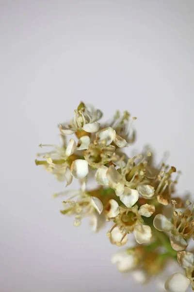 Branco Flor Pequena Flor Close Prunus Lusitanica Família Rosaceae Moderno — Fotografia de Stock
