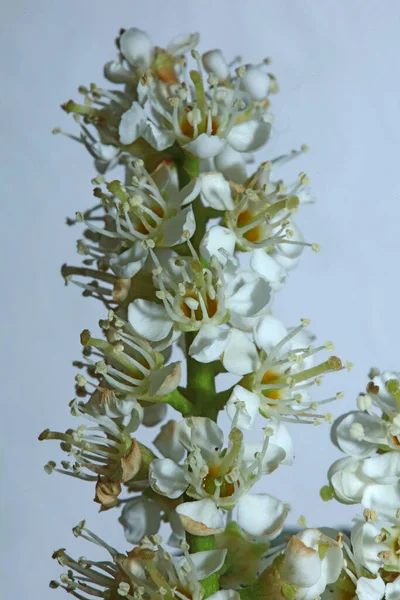 Flor Pequeña Blanca Flor Cerca Prunus Lusitanica Familia Rosáceas Fondo — Foto de Stock