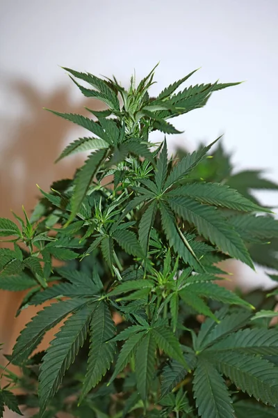 Planta Marihuana Cerca Antecedentes Modernos Cultivando Cannabis Medicinal Indica Super — Foto de Stock