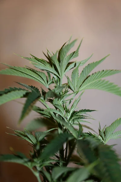 Planta Marihuana Cerca Antecedentes Modernos Cultivando Cannabis Medicinal Indica Super — Foto de Stock