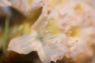 Rhododendron çiçeği çiçek açan aile ericaceae yakın plan botanik modern yüksek kalite büyük boy baskılar