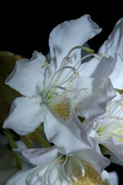 Rhododendron çiçeği çiçek açan aile ericaceae yakın plan botanik modern yüksek kalite büyük boy baskılar