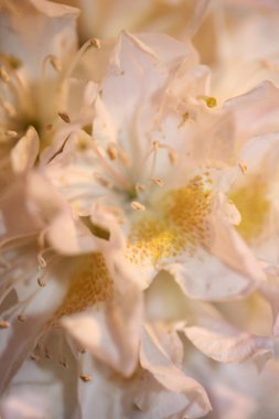 Rhododendron çiçeği çiçek açan aile ericaceae yakın plan botanik modern yüksek kalite büyük boy baskılar