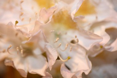 Rhododendron çiçeği çiçek açan aile ericaceae yakın plan botanik modern yüksek kalite büyük boy baskılar