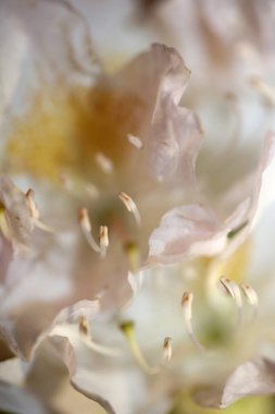 Rhododendron çiçeği çiçek açan aile ericaceae yakın plan botanik modern yüksek kalite büyük boy baskılar