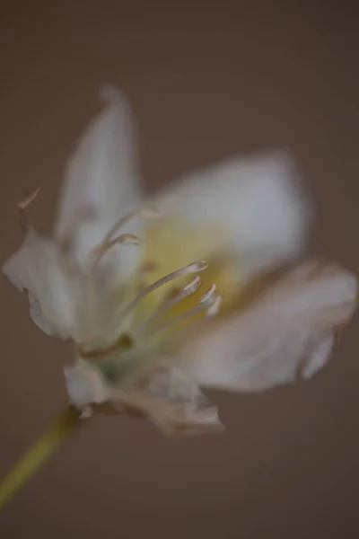 Рододендрон Цветущий Цветок Семейства Ericaceae Закрыть Задний План Ботанические Современные — стоковое фото