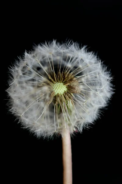 Flor Silvestre Flor Primer Plano Taraxacum Officinale Diente León Golpe —  Fotos de Stock