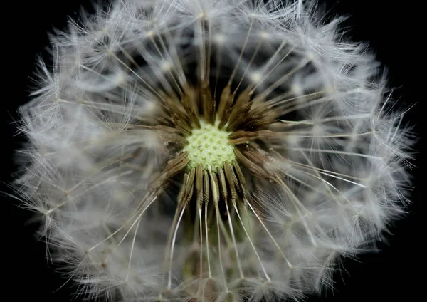 Wilde Blumen Blühen Aus Nächster Nähe Taraxacum Officinale Löwenzahn Pusteblume — Stockfoto