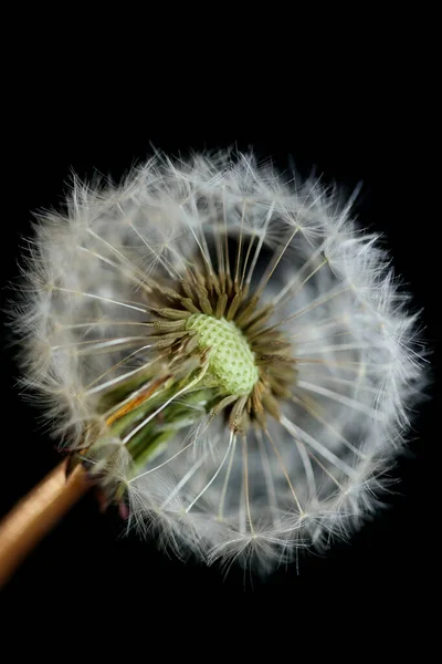 Wild Flower Blossom Close Taraxacum Officinale Pampeliška Vyhodit Míč Asteraceae — Stock fotografie