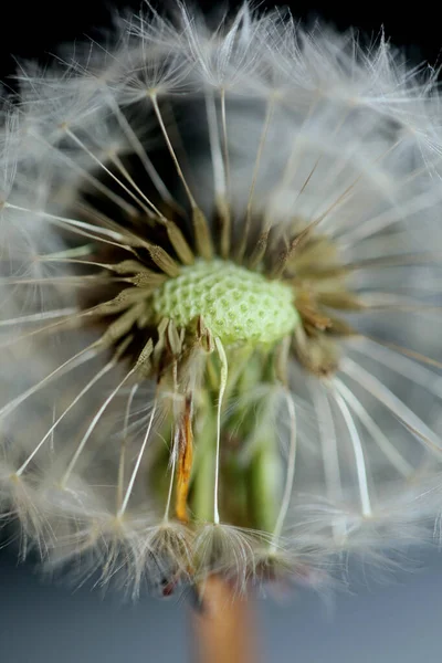 Flor Silvestre Flor Primer Plano Taraxacum Officinale Diente León Golpe —  Fotos de Stock