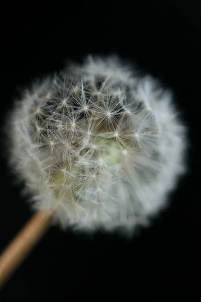 Wilde Blumen Blühen Aus Nächster Nähe Taraxacum Officinale Löwenzahn Pusteblume — Stockfoto