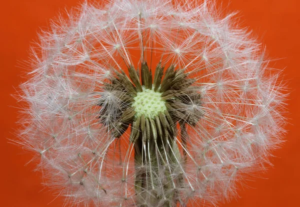 Wild Blomma Närbild Taraxacum Officinale Maskros Blåsa Boll Asteraceae Familj — Stockfoto