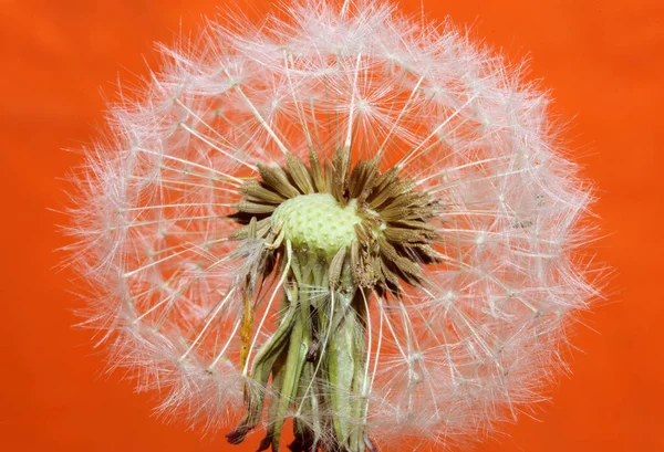 Flor Silvestre Flor Primer Plano Taraxacum Officinale Diente León Golpe —  Fotos de Stock