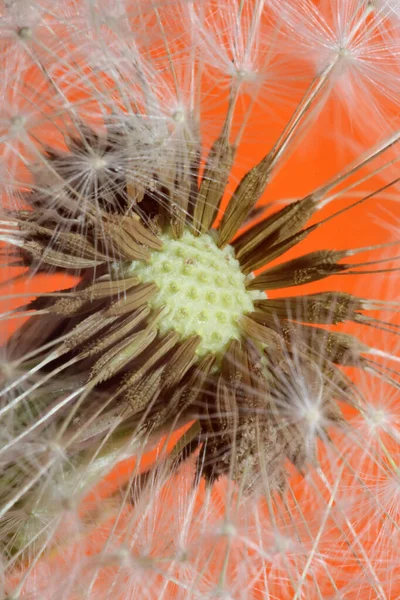 Flor Selvagem Flor Close Taraxacum Officinale Dente Leão Bola Sopro — Fotografia de Stock