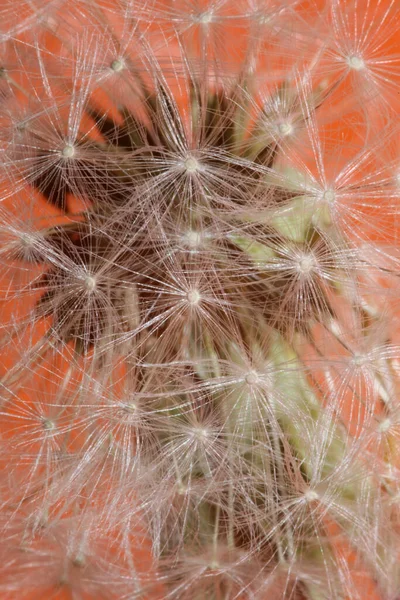 Wild Blomma Närbild Taraxacum Officinale Maskros Blåsa Boll Asteraceae Familj — Stockfoto