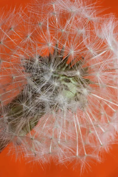 Flor Silvestre Flor Primer Plano Taraxacum Officinale Diente León Golpe — Foto de Stock