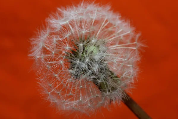 Flor Silvestre Flor Primer Plano Taraxacum Officinale Diente León Golpe —  Fotos de Stock