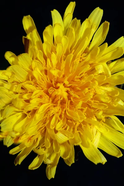 stock image Yellow wild flower blossom close up taraxacum officinale dandelion asteraceae family modern botanical background high quality big size prints