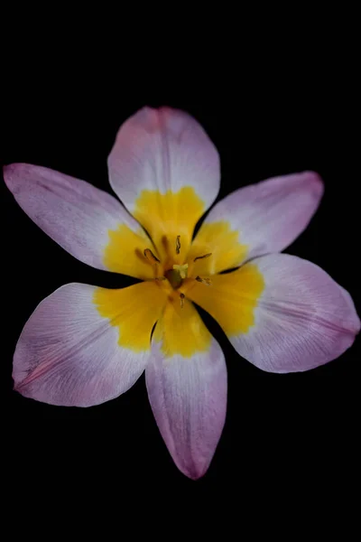 Floare Floare Aproape Fundal Negru Crocus Vernus Familia Iridaceae Botanice — Fotografie, imagine de stoc