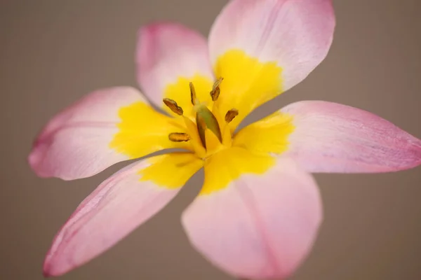 Цветочный Цветок Закрыть Crocus Vernus Семьи Iridaceae Ботанический Современный Фон — стоковое фото