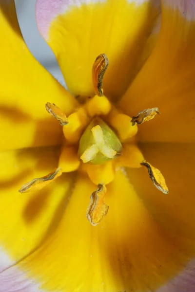 꽃봉오리 꽃봉오리 Crocus Vernus Iridaceae 식물학적 현대적 배경의 품질의 크기의 — 스톡 사진