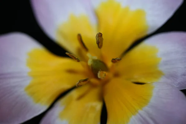 Kwiat Kwiat Bliska Czarnym Tle Crocus Vernus Rodziny Iridaceae Botaniczne — Zdjęcie stockowe