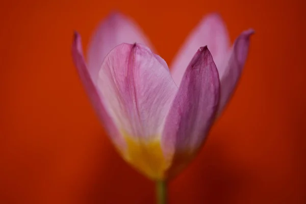 Flower Blossom Close Crocus Vernus Famille Iridaceae Botanique Fond Moderne — Photo