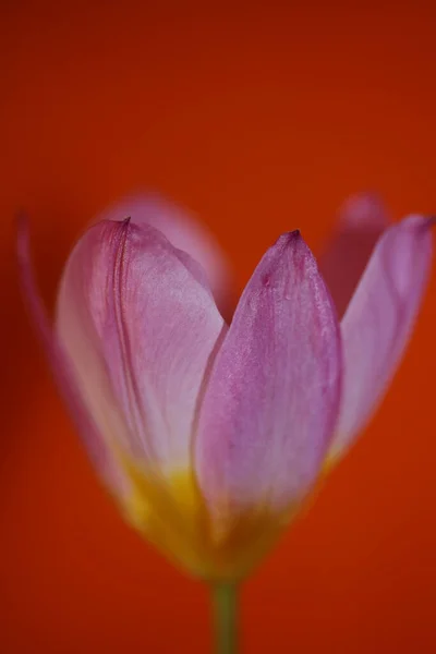 Flower Blossom Close Crocus Vernus Family Iridaceae Botanical Modern Background — Stock Photo, Image