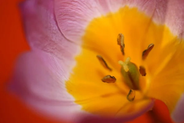 Flower Blossom Close Crocus Vernus Family Iridaceae Botanical Modern Background — Stock Photo, Image