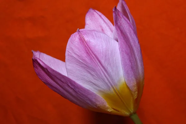 Flower Blossom Close Crocus Vernus Family Iridaceae Botanical Modern Background — Stock Photo, Image