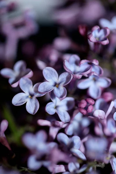 Fiori Viola Fiore Primo Piano Sfondo Syringa Vulgaris Famiglia Oleaceae — Foto Stock