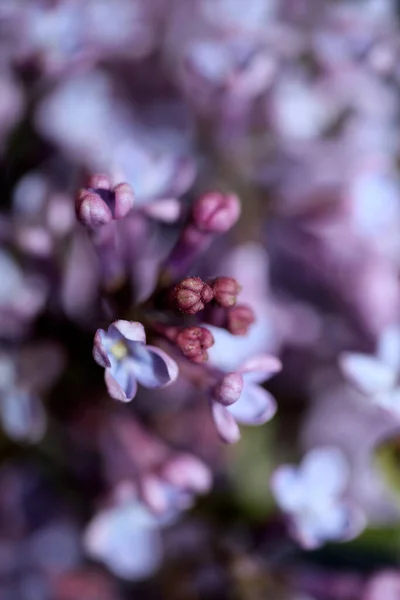 Fialové Květy Květ Zblízka Pozadí Syringa Vulgaris Rodina Oleaceae Botanické — Stock fotografie