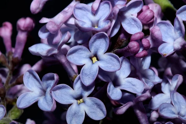 Flor Púrpura Flor Primer Plano Fondo Syringa Vulgaris Familia Oleaceae — Foto de Stock