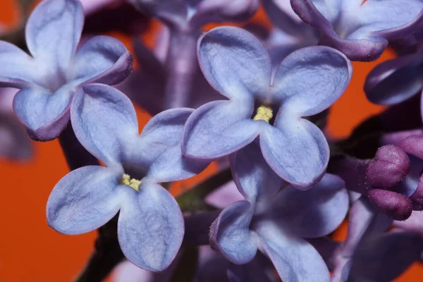 Purple Flower Blossom Close Background Syringa Vulgaris Family Oleaceae Botanical — Stock Photo, Image
