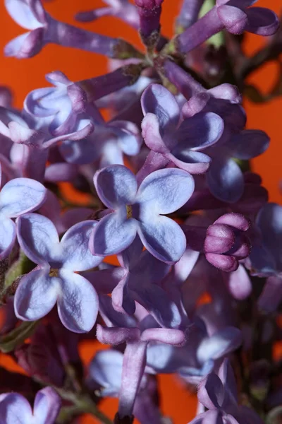 Fioletowy Kwiat Kwiat Zbliżenie Tło Syringa Vulgaris Rodzina Oleaceae Botaniczne — Zdjęcie stockowe