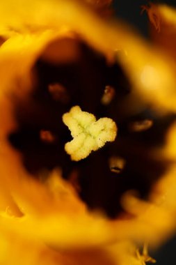 Sarı lale çiçeği, arka planda yakın plan aile liliaceae botanik modern yüksek kalite büyük boy baskılar.