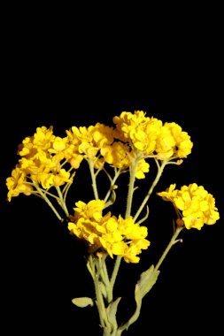 Sarı küçük çalı çiçeği. Botanik arka planı kapat. Aurinia Saxatilis ailesi sutyenleri.